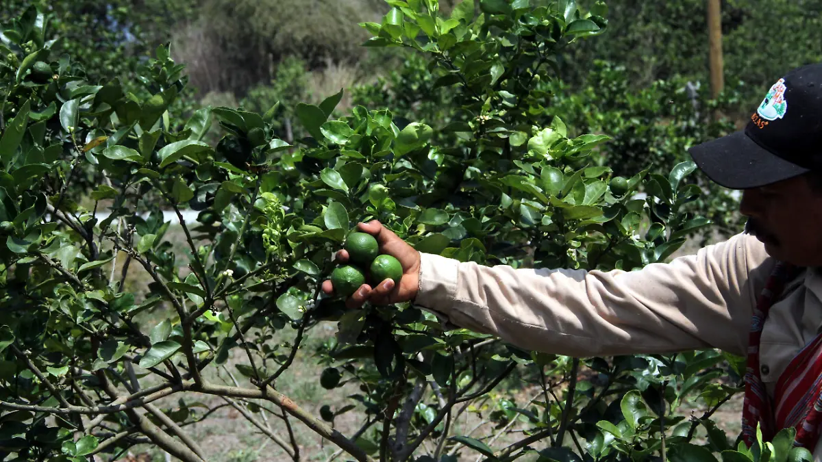 JE09092024007 Plantacion de Limon (1)